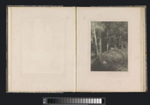 Wooded landscape