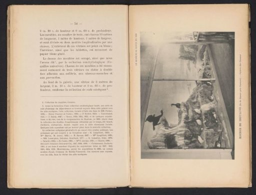 Display case with birds from Brittany in the Muséum d'Histoire Naturelle in Rouen