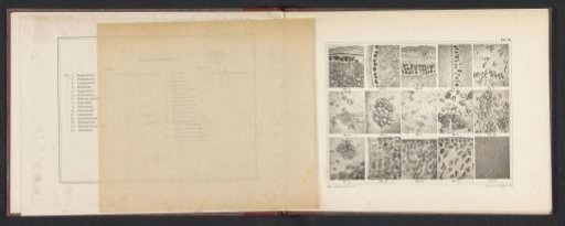 Sheet with microscopic images of the cell structure of fifteen types of flour and starch