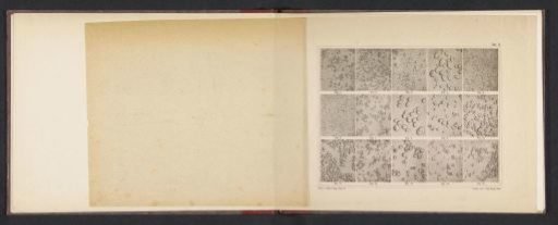 Sheet with microscopic images of the cell structure of fifteen types of flour and starch