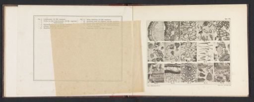 Sheet with fifteen microscopic images of the cell structure of pepper, saffron, and cardamom