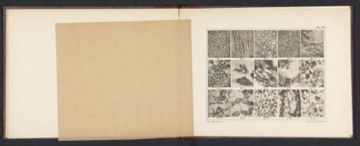 Sheet with fifteen microscopic images of the cell structure of fillers such as flour, wood, and bran