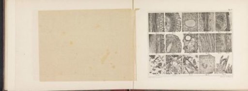 Sheet with seventeen microscopic images of the cell structure of cloves and vanilla