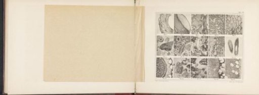 Sheet with sixteen microscopic images of the cell structure of allspice, Spanish pepper, mace, and nutmeg