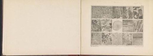Sheet with fifteen microscopic images of the cellular structure of coffee and coffee substitutes