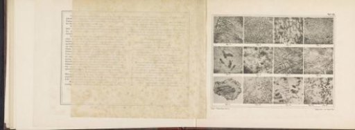 Sheet with thirteen microscopic photographs of cocoa