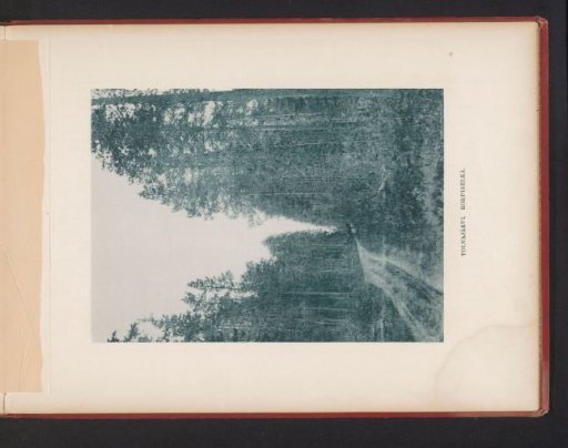 View of a path through a forest