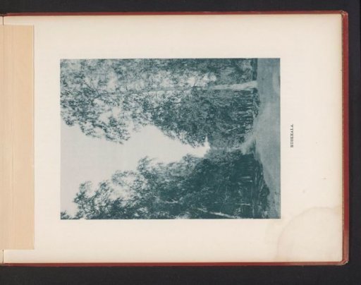 View of a path through a forest
