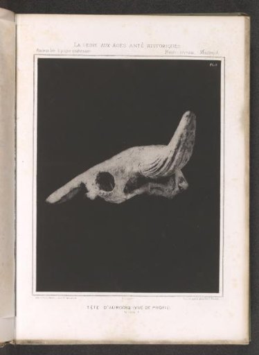 Skull of an aurochs, profile