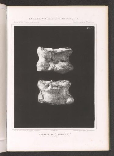 Two metatarsals from the joint of an aurochs (presumably)