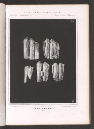 Teeth of an aurochs (presumably)
