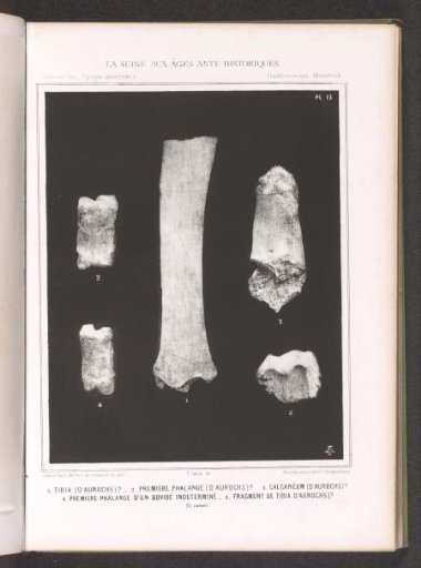 Bones of an aurochs (presumably)