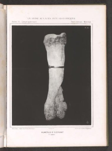 Bone from a leg of an elephant