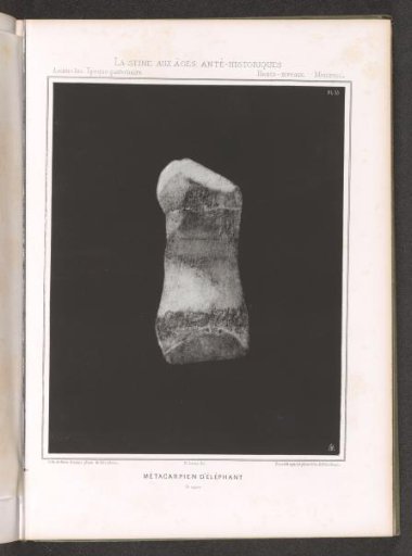 Metatarsal of an elephant