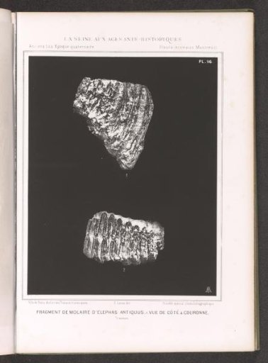 Two views of a molar of a proboscidean