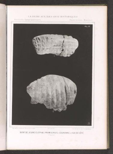 Two views of a tooth of a proboscidean