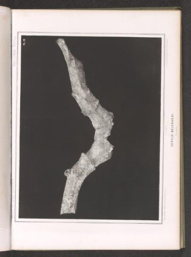 Bone of a deer