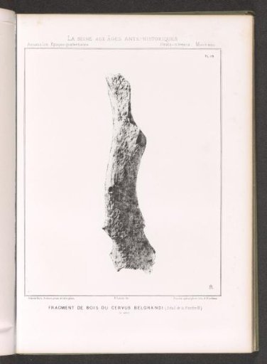 Fragment of a bone of a deer