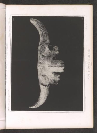 Skull of an aurochs, front view