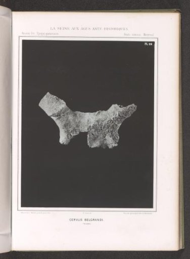 Bone of a deer