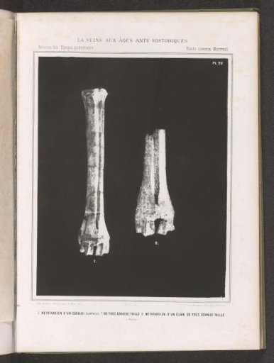 Two metatarsal bones of an elk and possibly of a deer