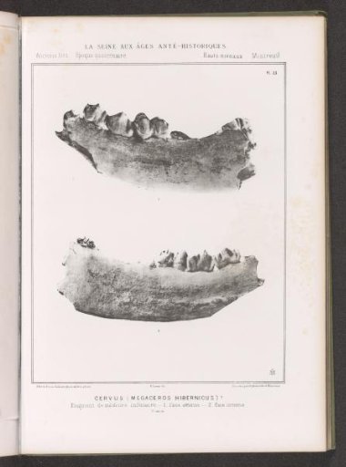 Two views of the lower jaw of a deer, inner and outer side