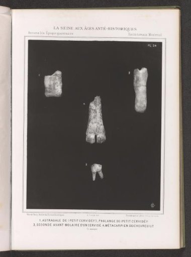 Bones and molar of small deer (presumably)