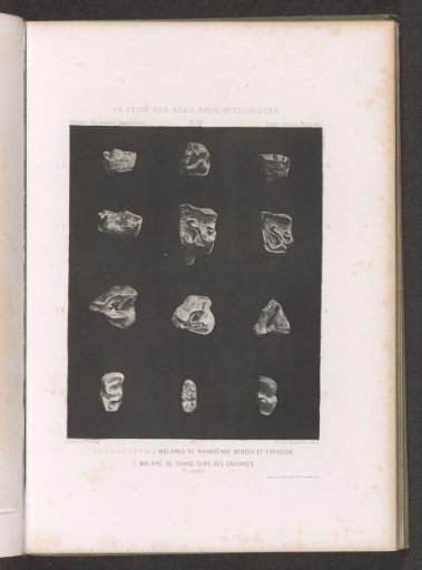 Twelve molars of a rhinoceros and a cave bear