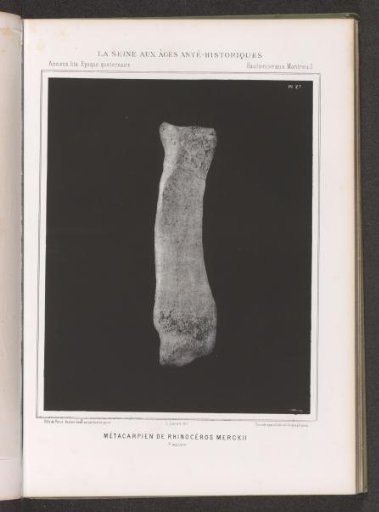 Metatarsal bone of a rhinoceros