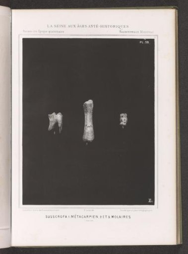 Metatarsal bone and molars of a wild boar