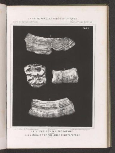 Canines, molar and bone of a hippopotamus