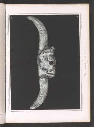 Skull of an aurochs, back view