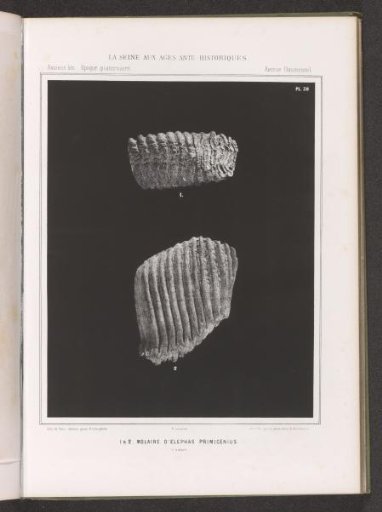 Two molars of a proboscidean