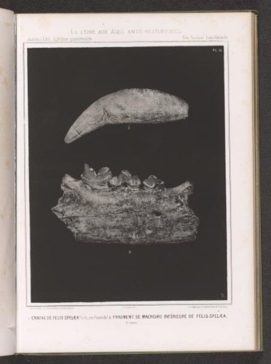 Canine tooth and lower jaw of a feline