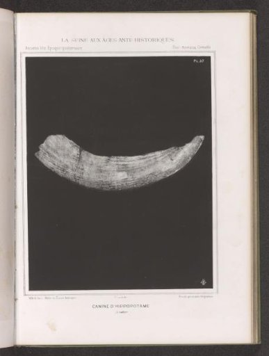 Canine tooth of a hippopotamus