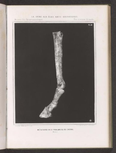 Bones from a Horse's Leg