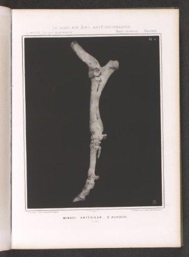 Bones from a foreleg of an aurochs