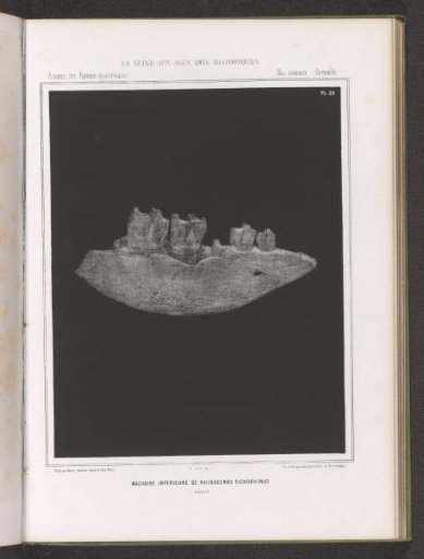Lower Jaw of a Rhinoceros