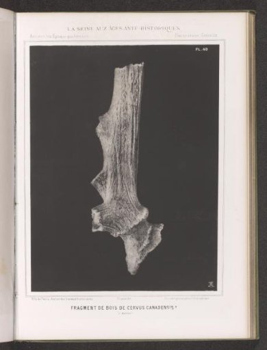 Bone of a Deer