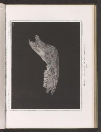 Lower Jaw of an Aurochs