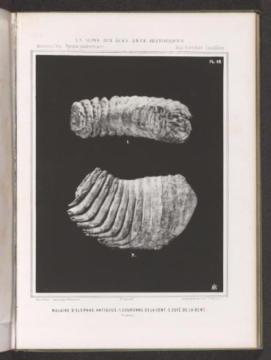 Two Views of a Molar of a Proboscidean
