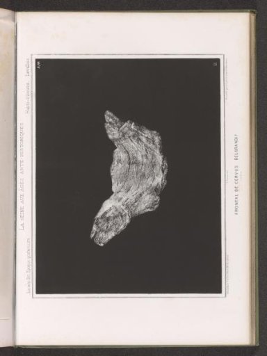 Bone of a Deer