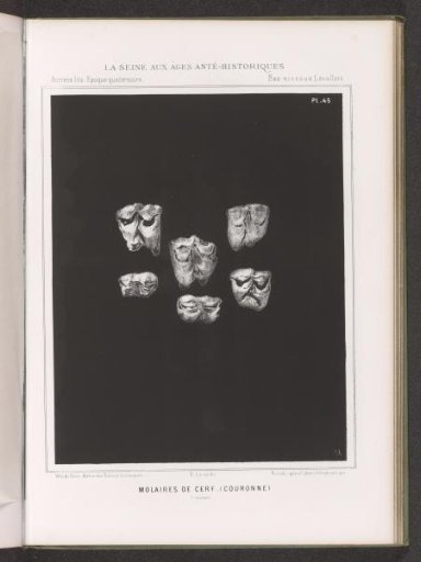 Six Molars of a Deer