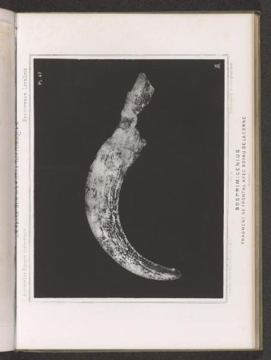 Bone of an aurochs with the core of a horn