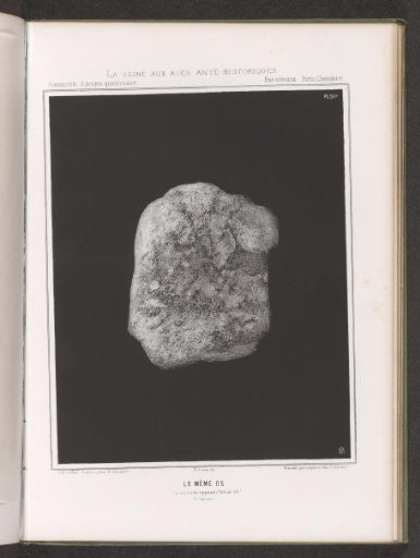 Tusk from an elephant's foot, seen from the other side