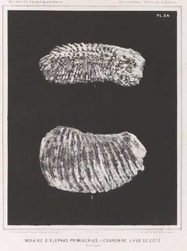 Two views of a molar from a proboscidean