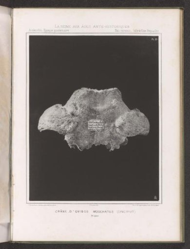 Upper part of the skull of a musk ox