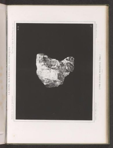 Skull of a musk ox, and profile