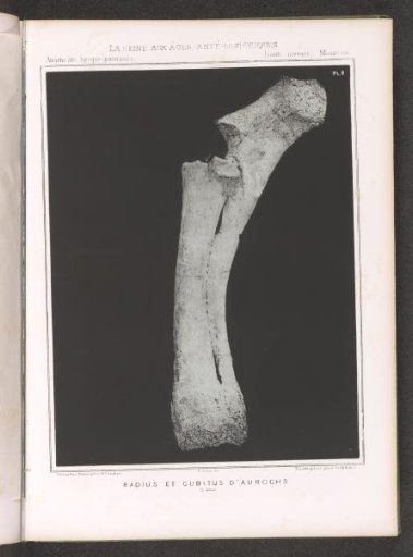 Bones from a leg of an aurochs
