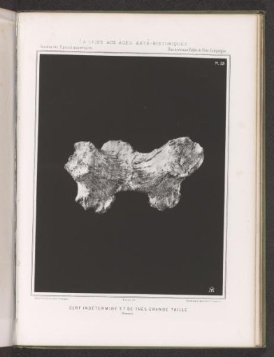 Bone of a large, unknown deer